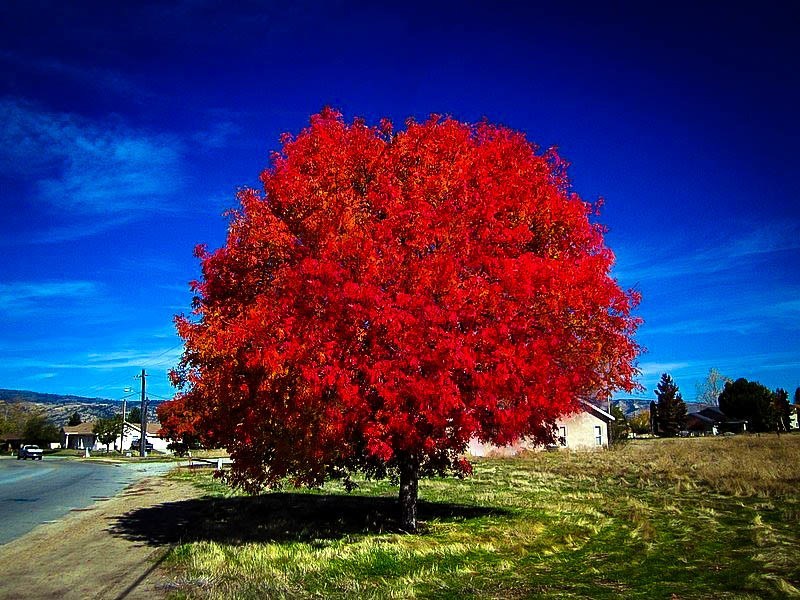 Tree transplanting service in Duluth, MN